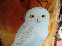 Close up of Tanner Terrace snowy owl